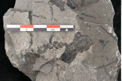 Foto (Detailansicht) von Zamiostrobus lunzensis Ettingshausen (NHMW-GEO-2024-0188-10604)